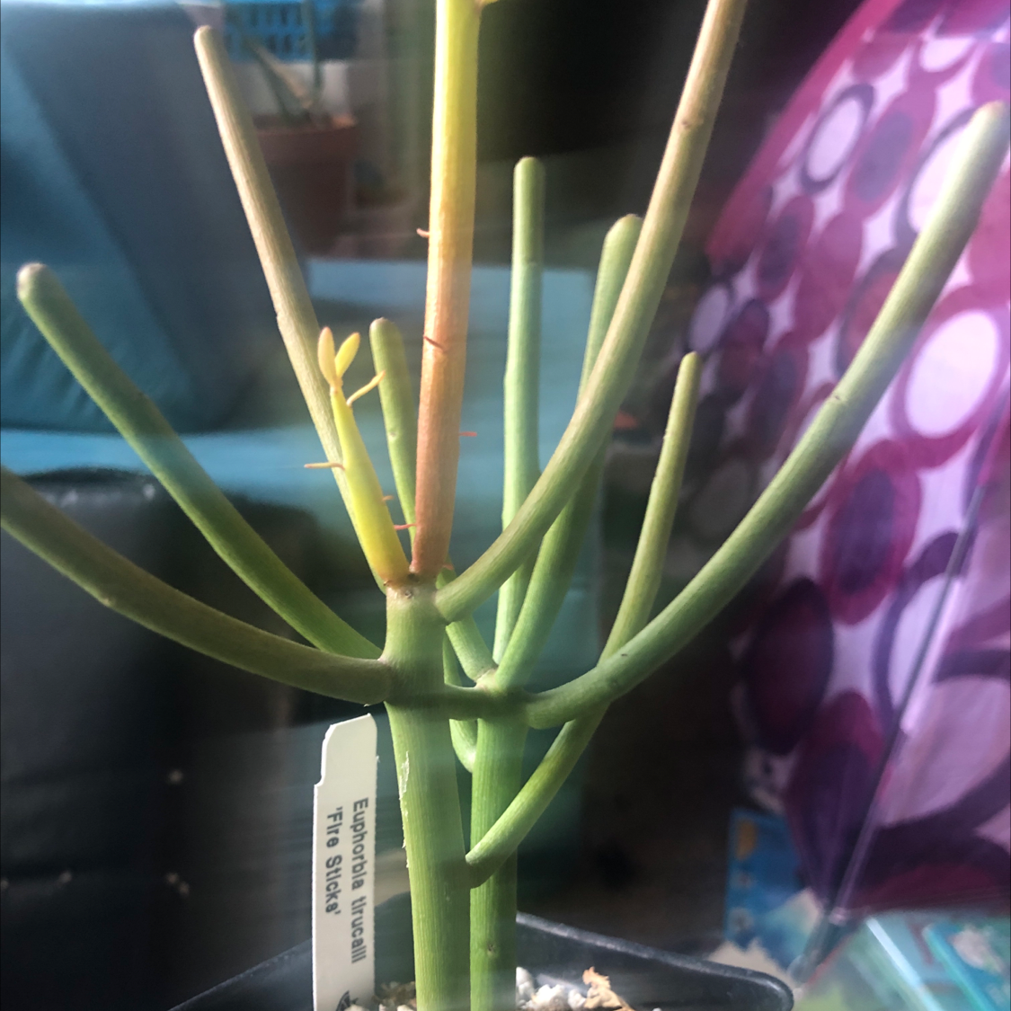 Pencil Cactus (Euphorbia tirucalli) with green stems and some yellowing, potted with visible soil.