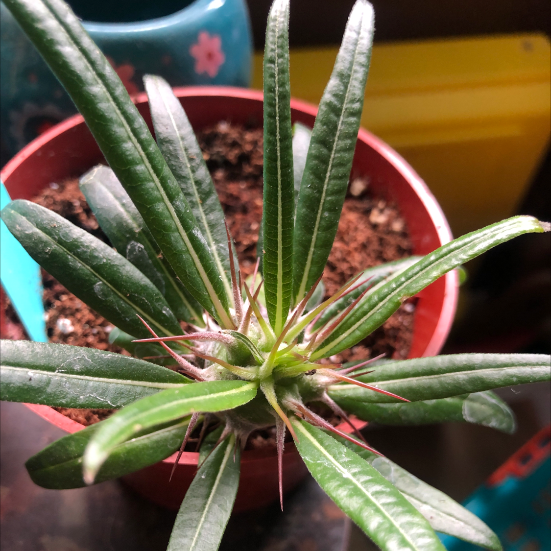 Madagascar Palm (Pachypodium lamerei) in a small pot with visible soil, healthy green leaves.