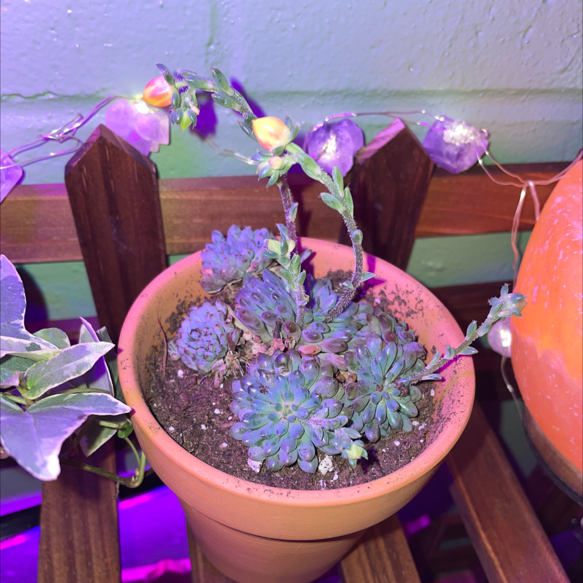 Photo of the plant species Echeveria 'Atroviridis' by Baylie named Annie on Greg, the plant care app