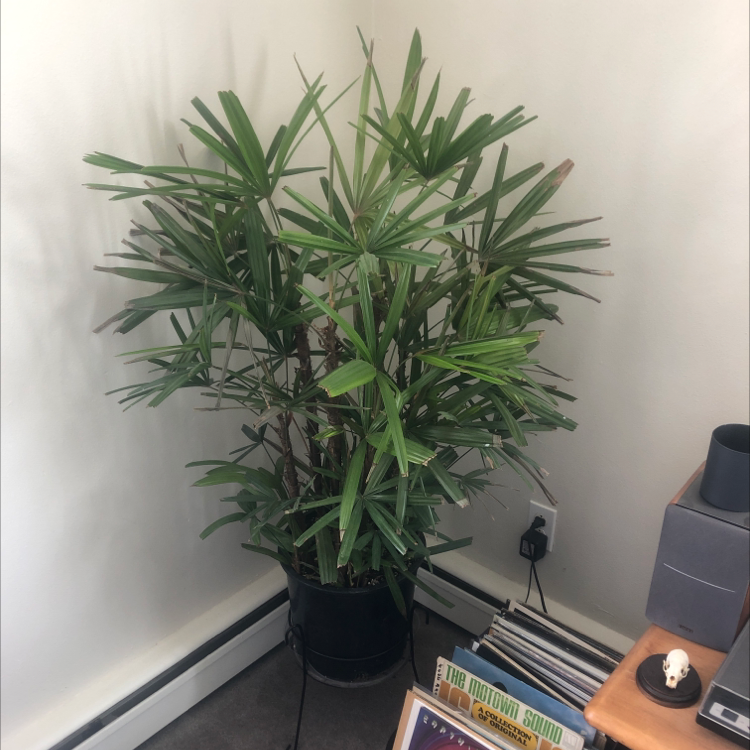 Healthy potted Rhapsis Palm with numerous bright green fronds growing indoors.