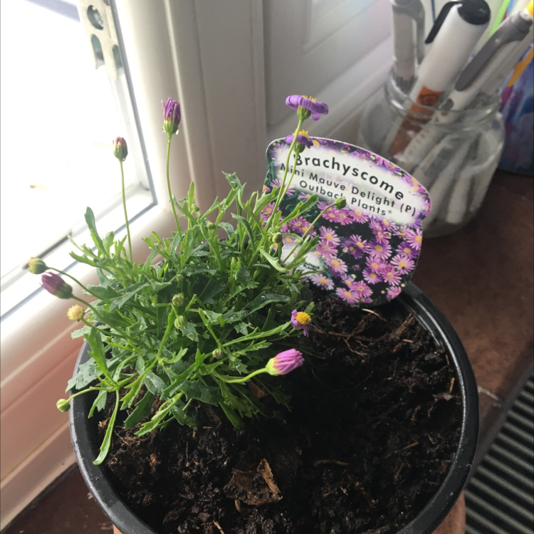 Photo of the plant species Brachyscome angustifolia by @suznplants named mary on Greg, the plant care app