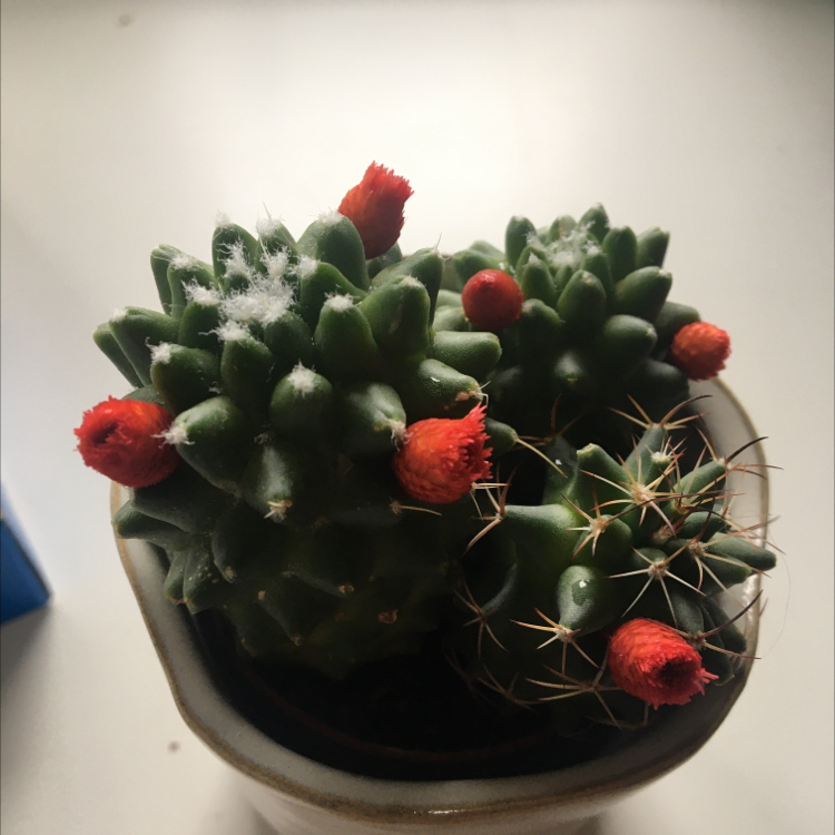 Photo of the plant species Kingcup Cactus by @suznplants named harry spikes on Greg, the plant care app