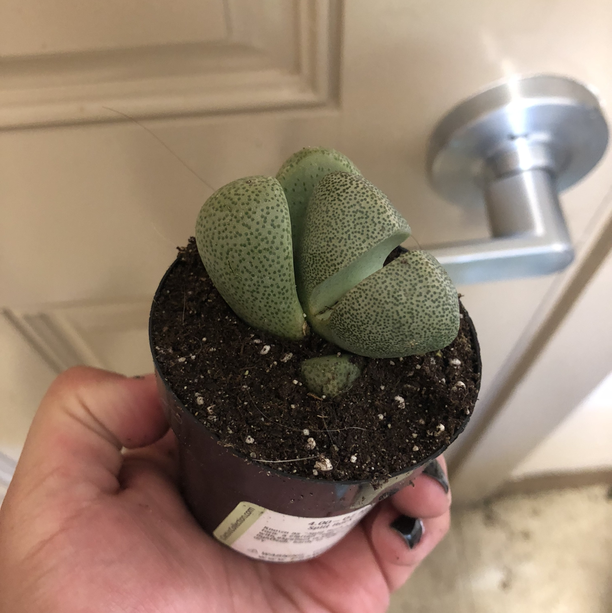 Split Rock plant (Pleiospilos nelii) in a small pot held by a hand.