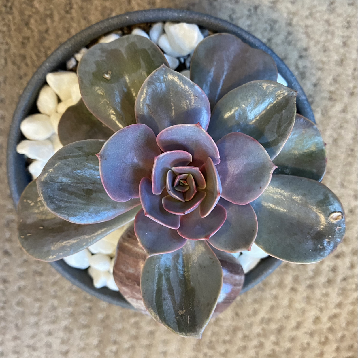 Top view of a healthy Echeveria 'Perle von Nurnberg' succulent in a pot with white pebbles.
