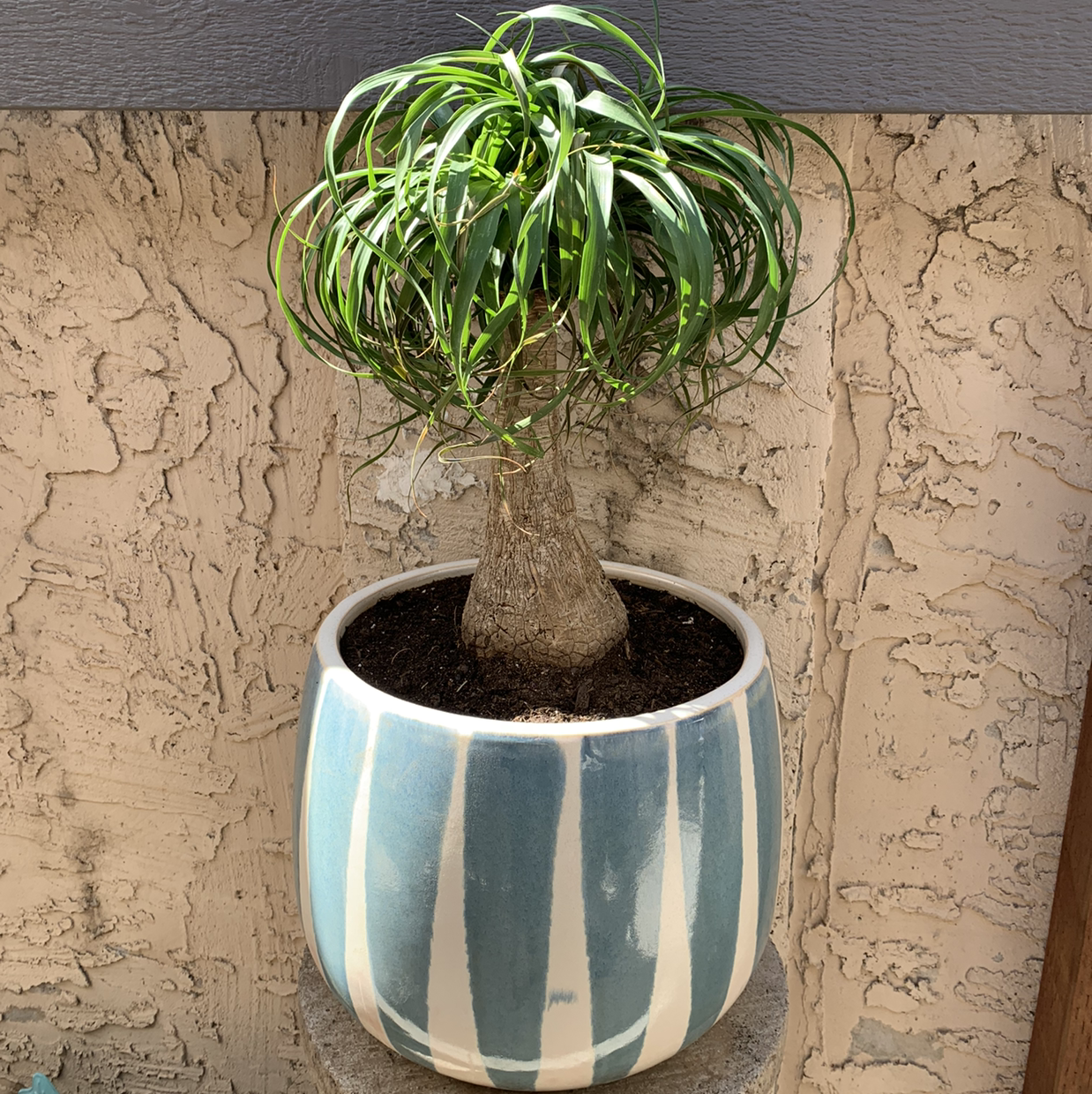 Photo of the plant species Ponytail Palm by @SonyaPorch named George on Greg, the plant care app