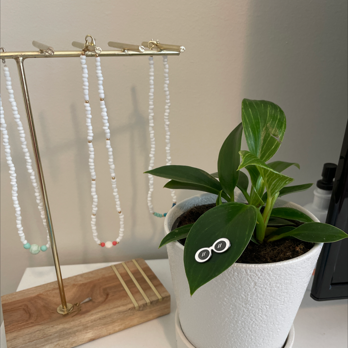 Philodendron Birkin plant in a white pot with visible soil, next to a jewelry stand.