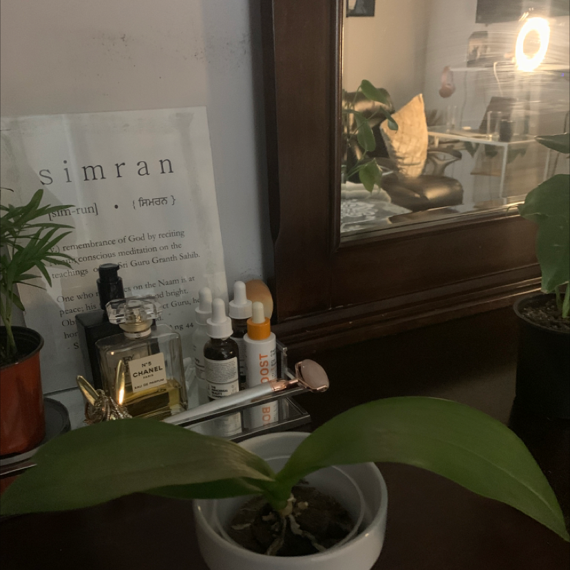 Healthy potted Rhapis palm with minor brown leaf tips, on a wooden surface in front of a window with beauty products.