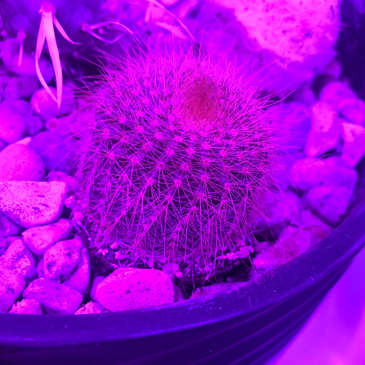 Arizona Rainbow Cactus in a pot with stones under purple lighting.