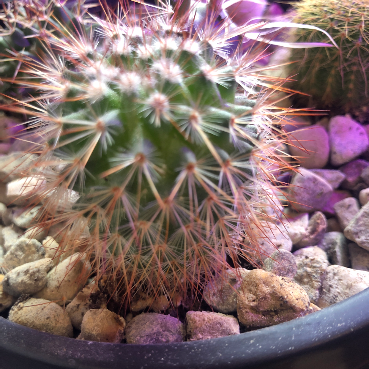 Correll's Hedgehog Cactus with prominent spines in a pot with rocky soil.