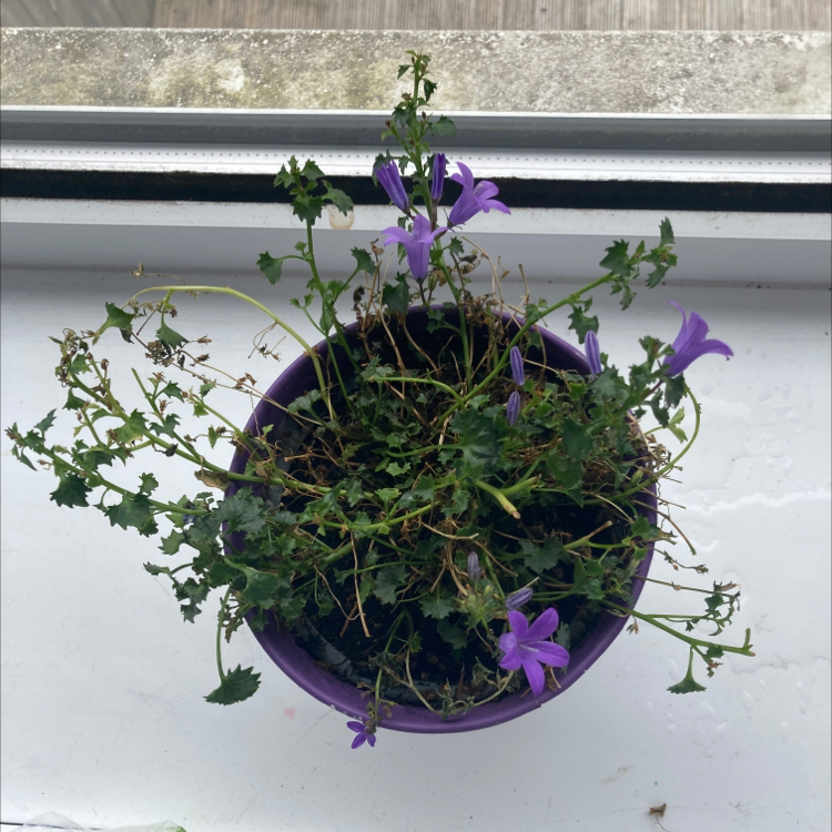 Potted Peach-Leaf Bellflower with purple flowers and some browning leaves.