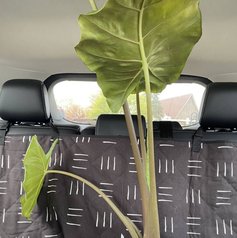 Elephant Ear Philodendron plant with large green leaves inside a vehicle.