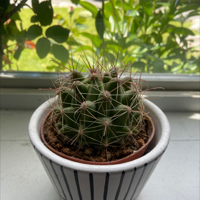 Texas Barrel Cactus in a pot on a windowsill, appears healthy.