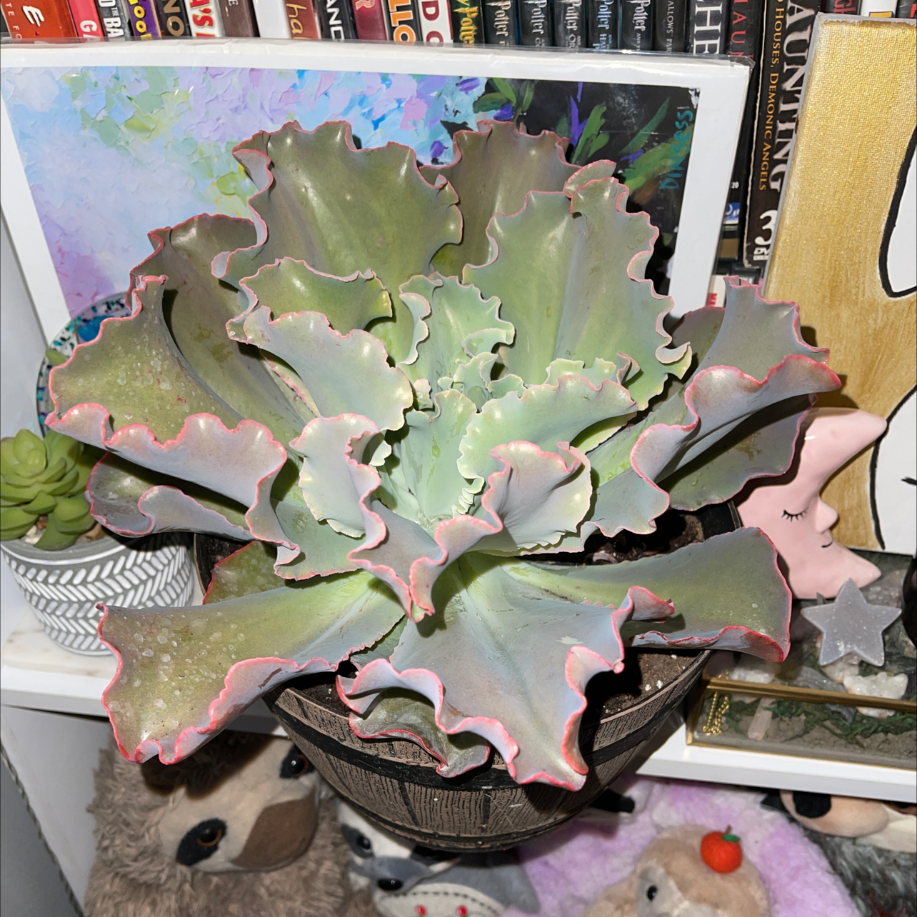 Photo of the plant species Echeveria Gibbiflora by @kittyj0nez named Lola on Greg, the plant care app