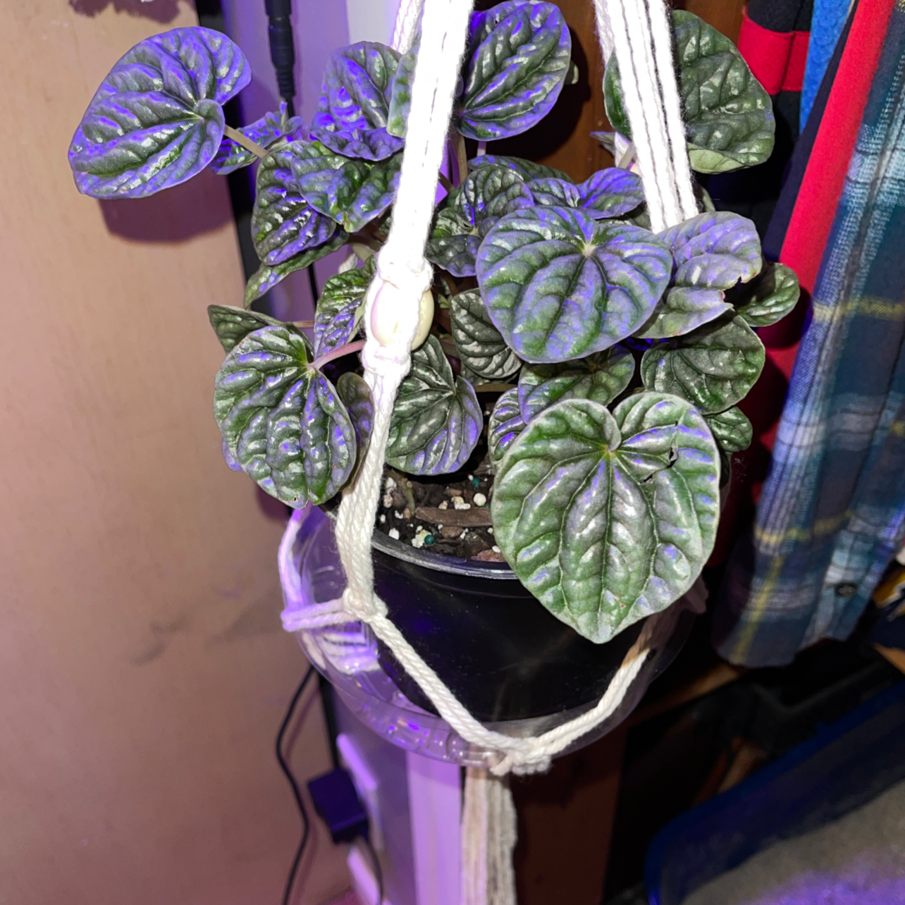 Silver Ripple Peperomia plant in a hanging pot with healthy, textured leaves.