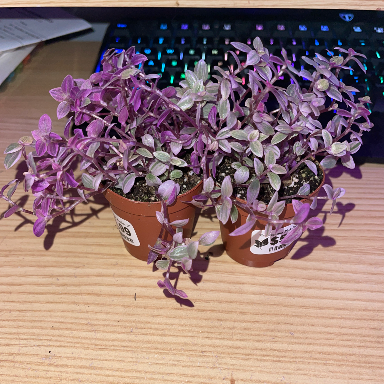 Two pots of Callisia Pink Panther plants with vibrant pink and green leaves on a wooden surface.