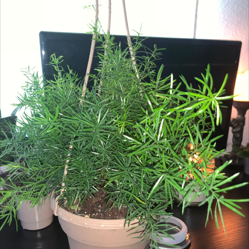 Photo of the plant species Sprenger's Asparagus by @lyssfish named dillan on Greg, the plant care app
