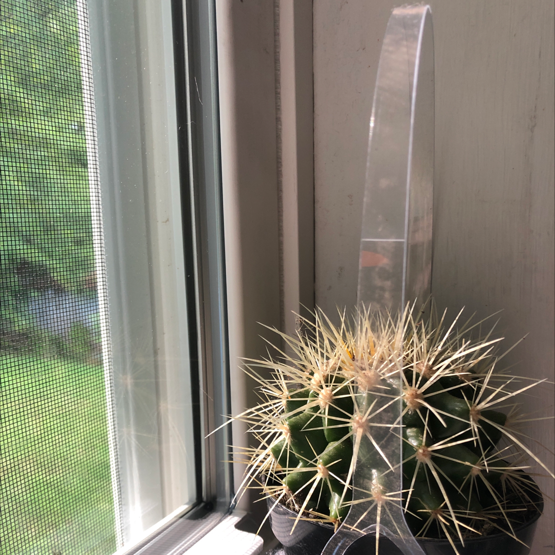 Golden Barrel Cactus plant photo by Elizabeth named oswald erique gunter chrysopalissos on Greg, the plant care app.