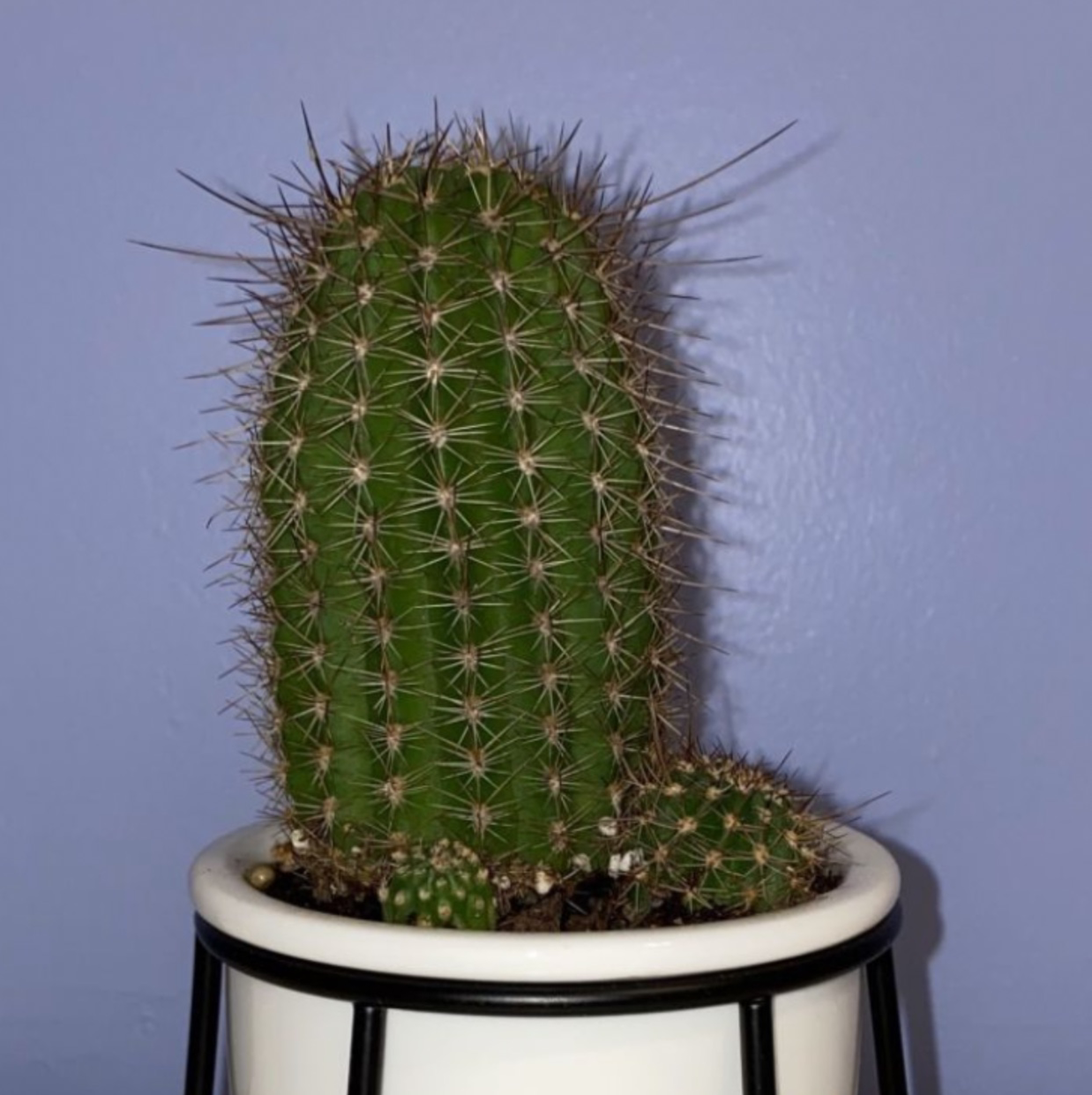 Saguaro cactus in a white pot against a plain background.