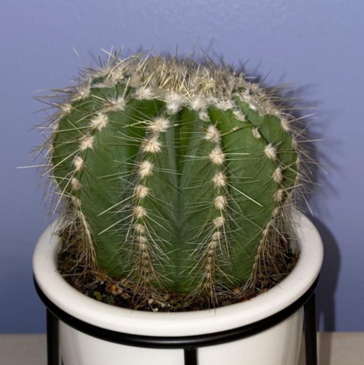 Balloon Cactus in a white pot, well-centered and healthy.