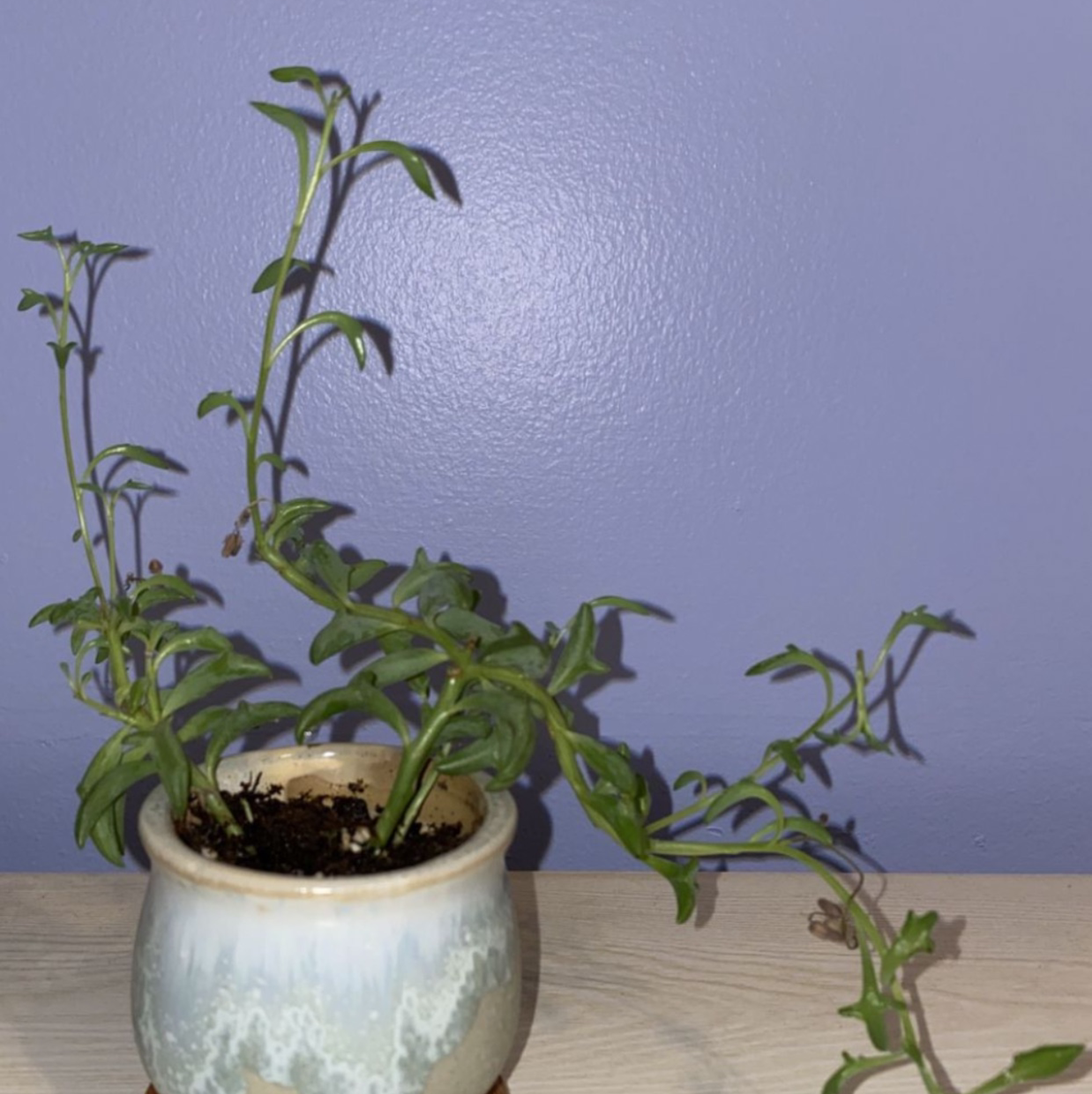 String of Dolphins plant in a ceramic pot against a purple wall.