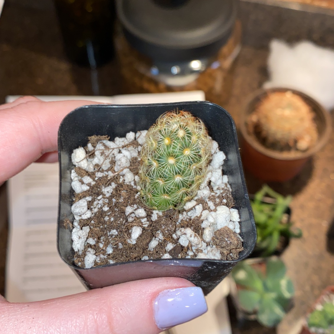 Lady Finger Cactus in a black pot with visible soil and perlite, held by a hand.