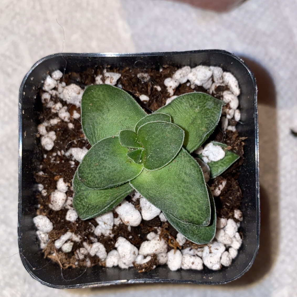 Top view of a healthy Copper Spoons plant in a small pot with visible soil and perlite.