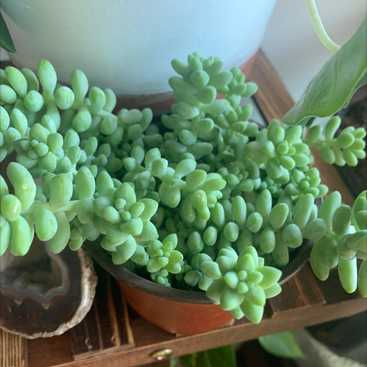 Healthy Burro's Tail succulent plant with densely packed, plump, green leaves cascading from stems in a terracotta pot.