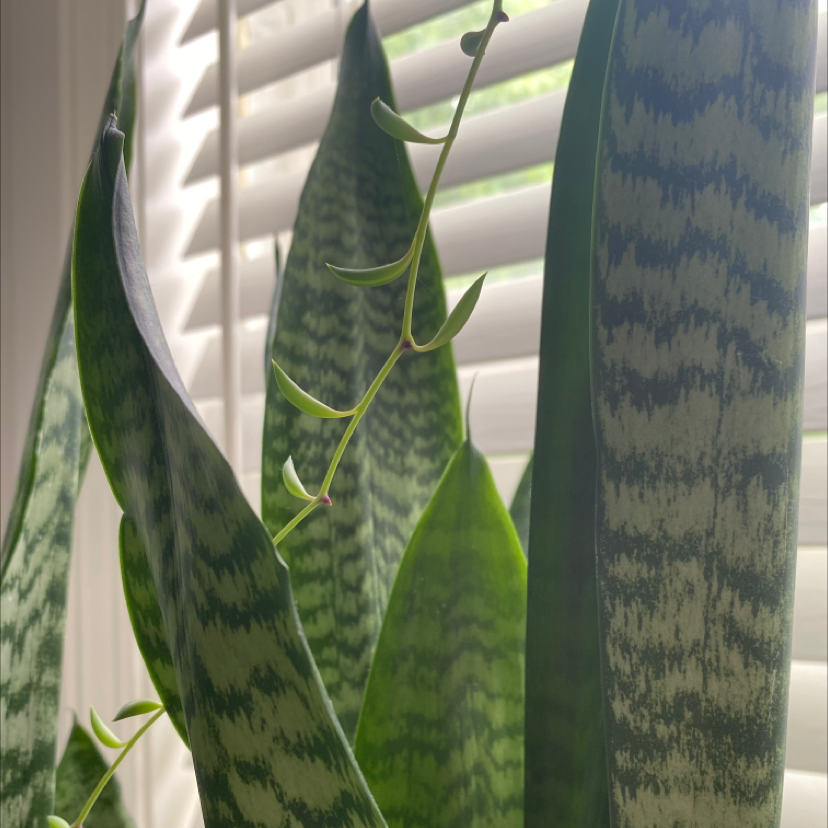Snake Plant plant photo by Kelly named aaron burr on Greg, the plant care app.