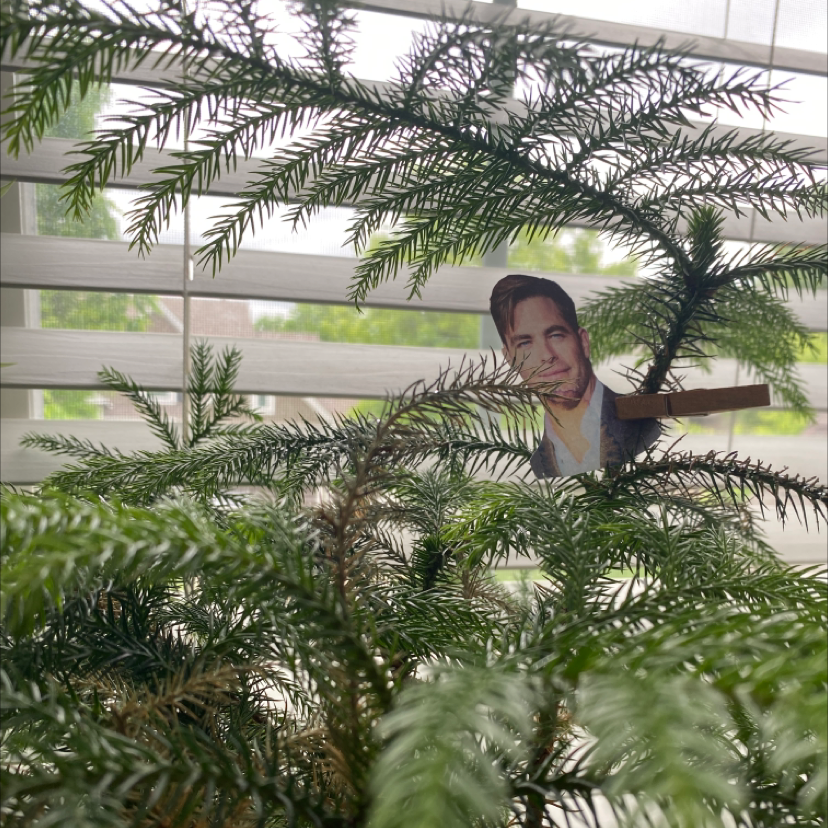 Photo of the plant species Norfolk Island Pine by Kelly named chris pine on Greg, the plant care app