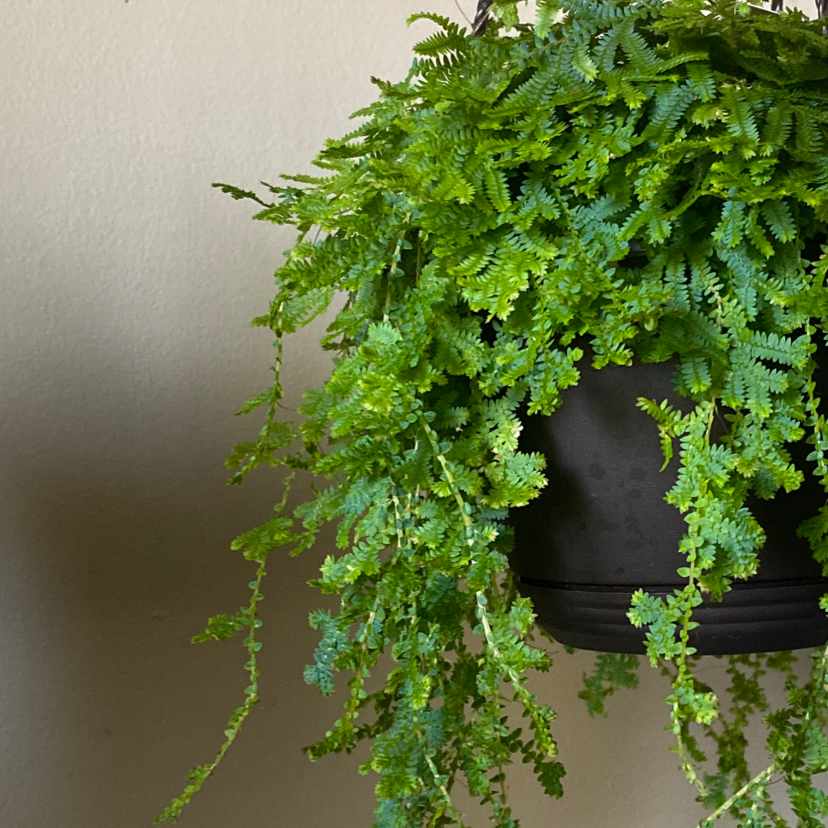 Hanging pot with a healthy Rainbow moss, Peacock fern plant with vibrant green foliage.