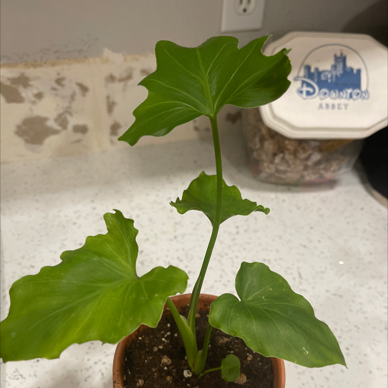 Philodendron 'Hope Selloum' plant in a small pot with green leaves and visible soil.