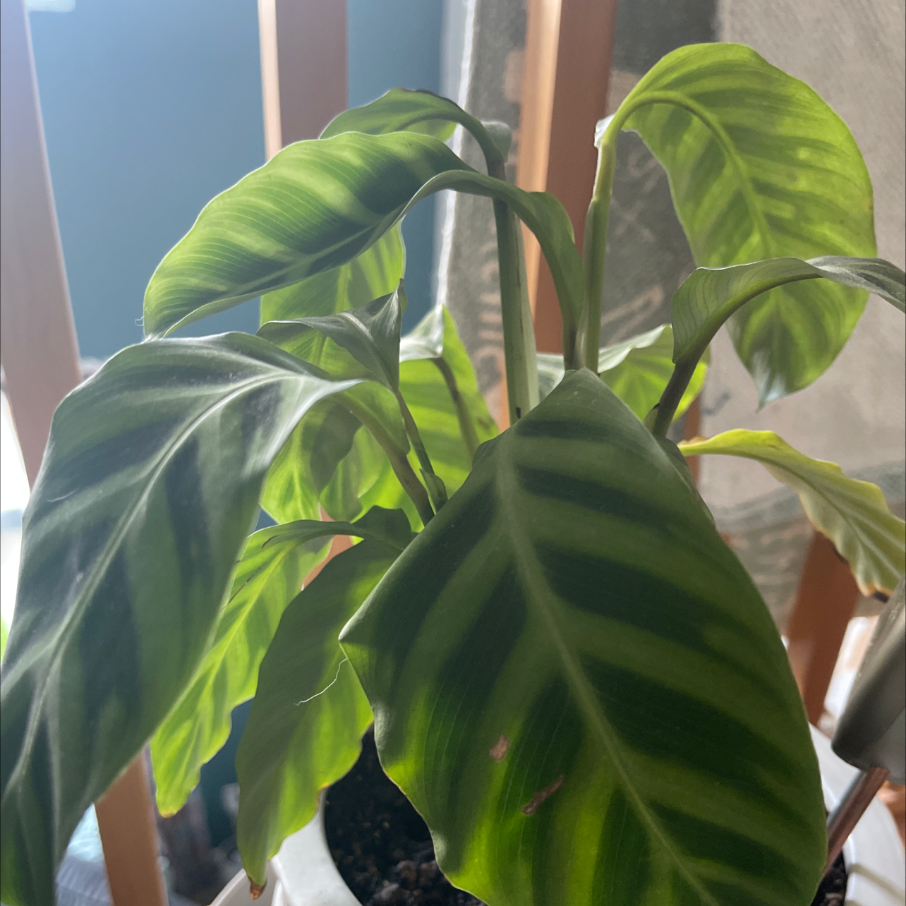 Zebra Calathea plant with striped leaves, minor discoloration, and visible soil.