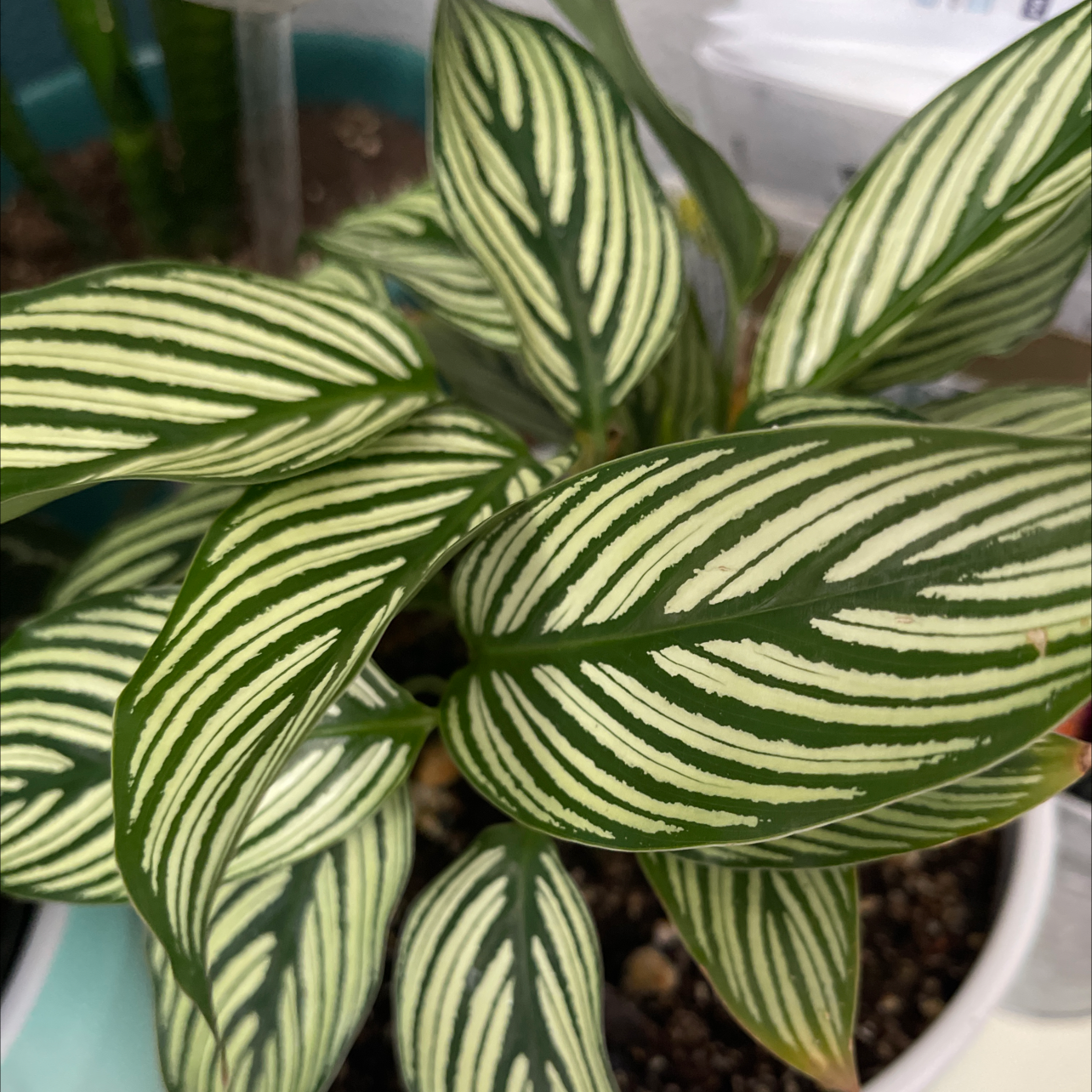 Calathea Vittata plant with white and green striped leaves, healthy and well-framed.