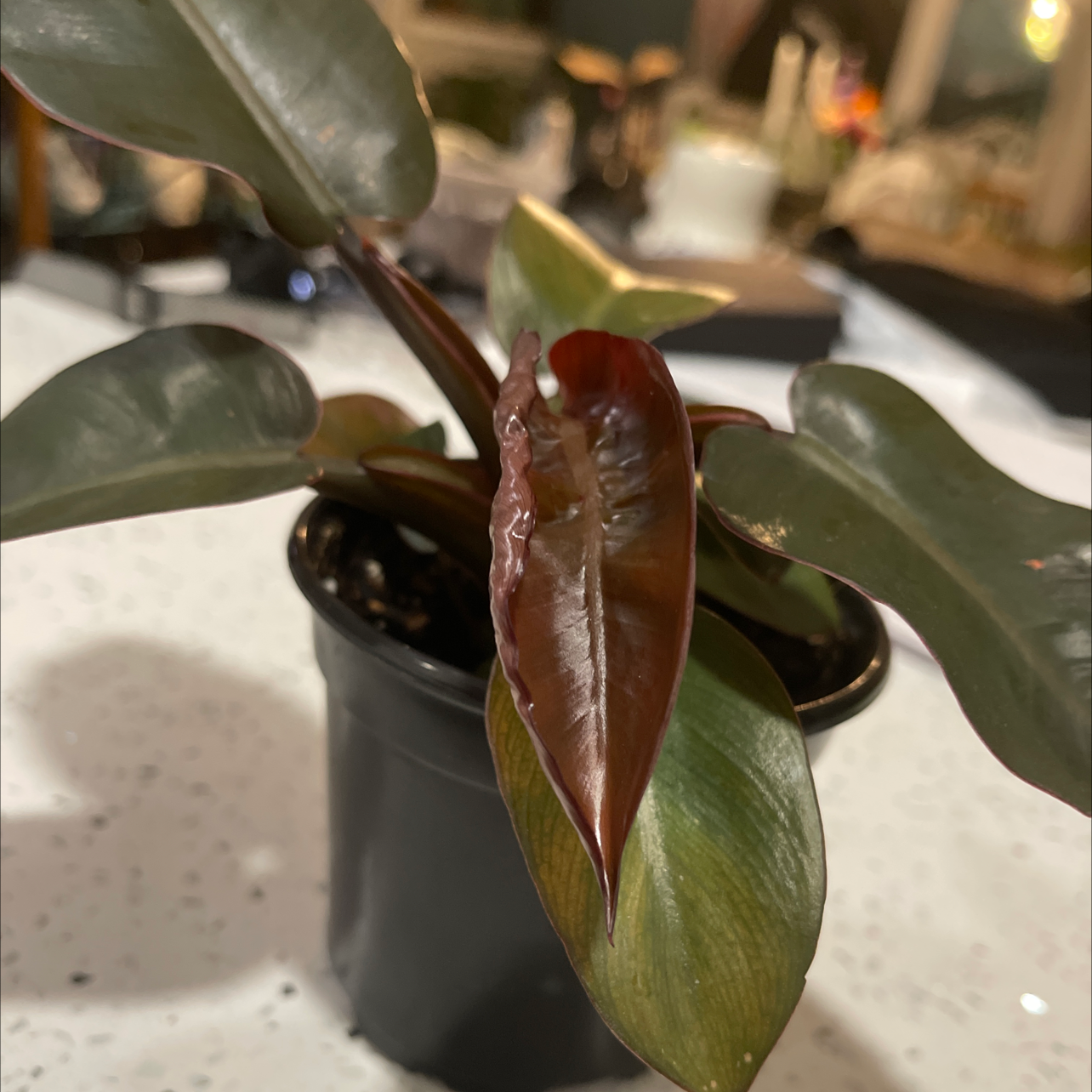 Philodendron 'Imperial Red' plant in a black pot with healthy red leaves.