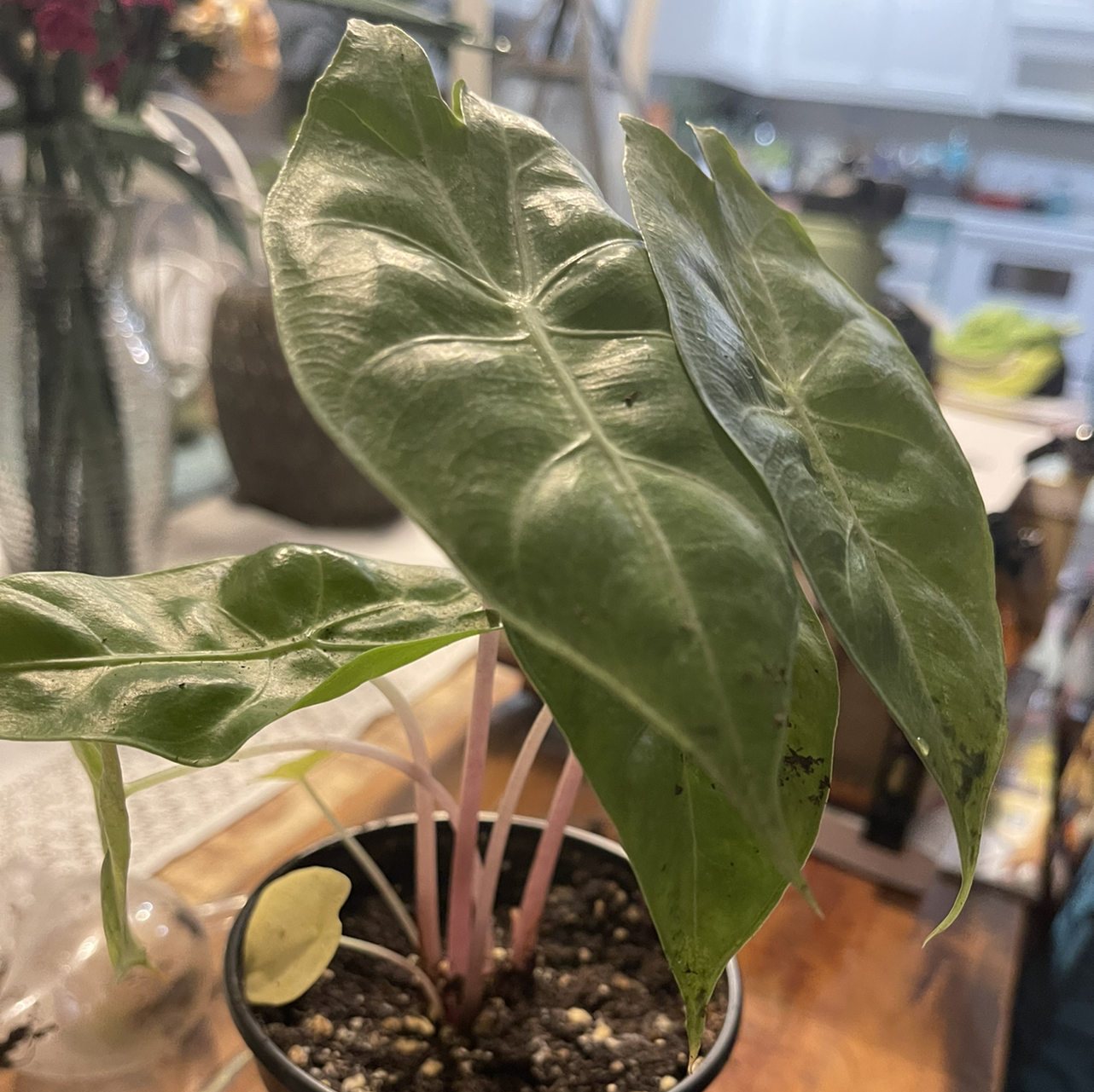 Alocasia Pink Dragon plant with green leaves and pink stems in a pot with visible soil.