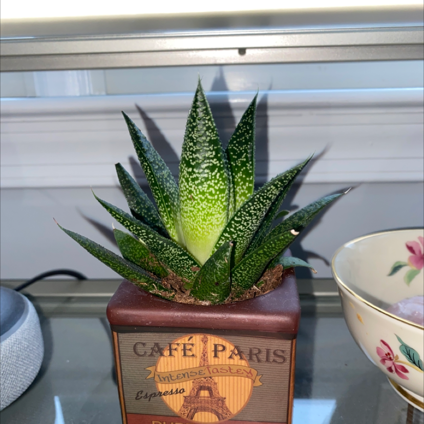 A healthy Ox Tongue succulent plant with speckled leaves in a decorative terracotta pot on a windowsill with a teacup.