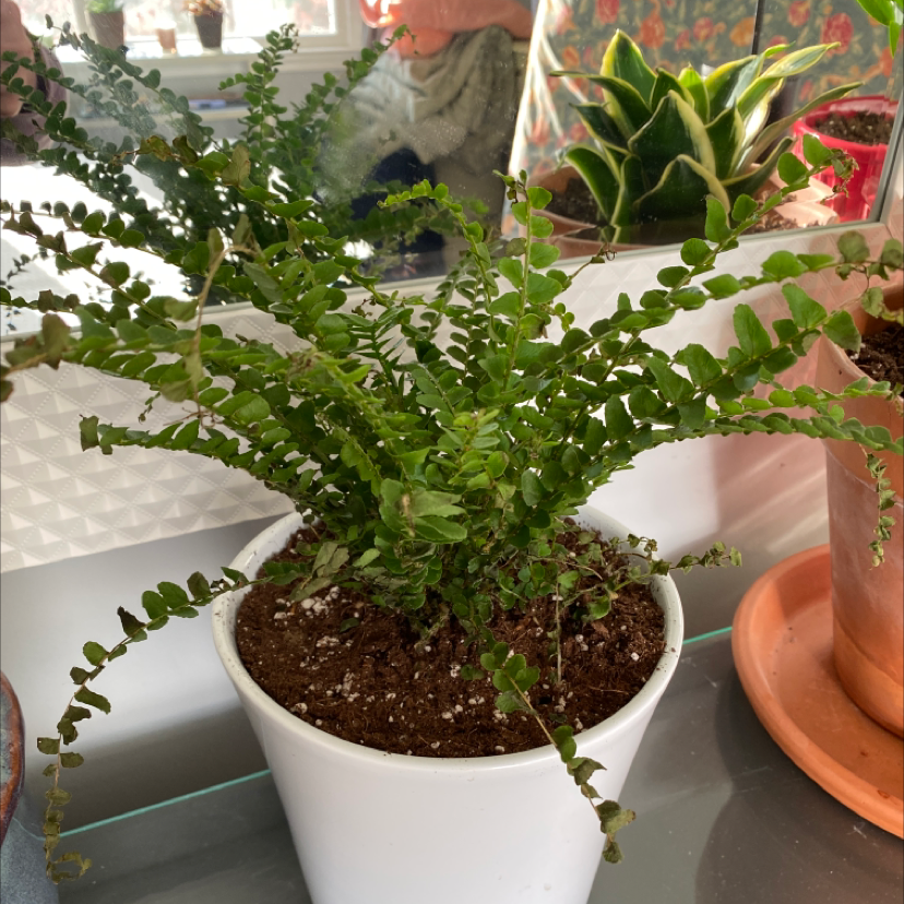 A healthy potted Erect Sword Fern with long green fronds being held up by a hand, showing the plant's dense growth and visible soil in a white pot.