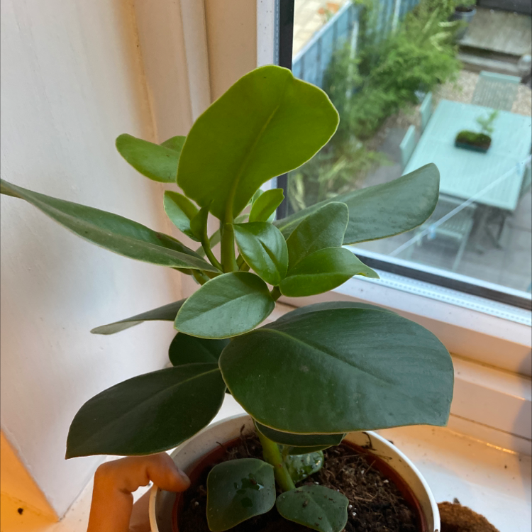 Healthy Autograph Tree plant on a windowsill with a hand holding the pot.