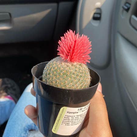 Photo of the plant species Button Cactus by J6lie named girl bob on Greg, the plant care app