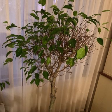 Weeping Fig plant photo by @twistyourstitch named Benny on Greg, the plant care app.