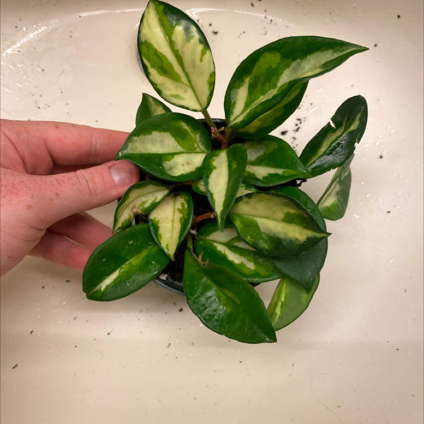 Hand holding a thriving variegated waxplant with glossy green and white patterned leaves, indicating proper care.