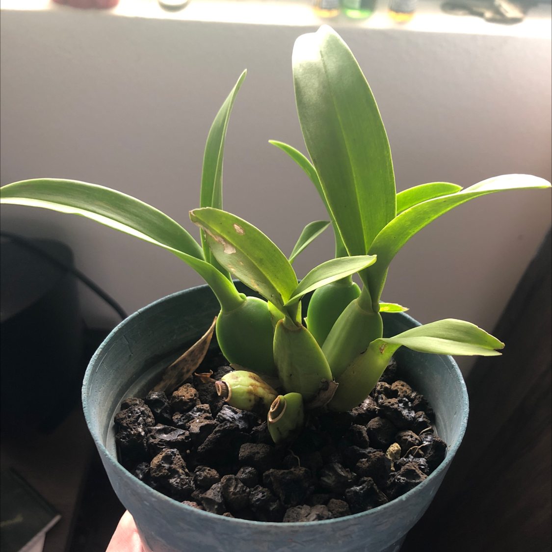 Mini Phalaenopsis Orchid in a pot with visible soil and slight browning on one leaf.