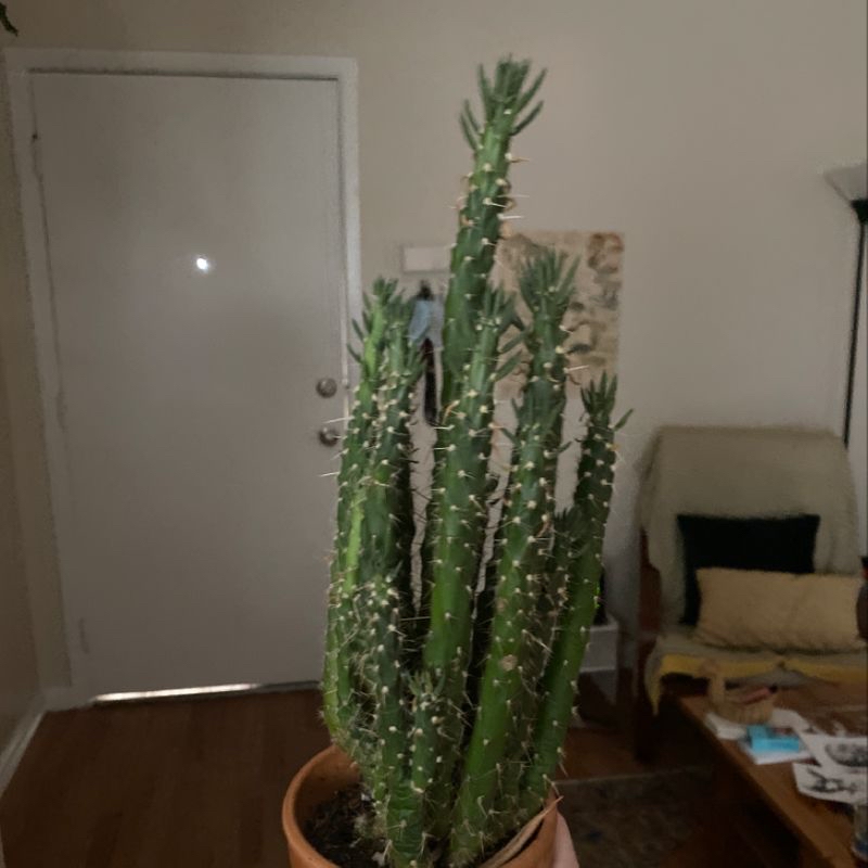 Photo of the plant species Vangviengiensis Hoya by Danielle named Big cactus on Greg, the plant care app