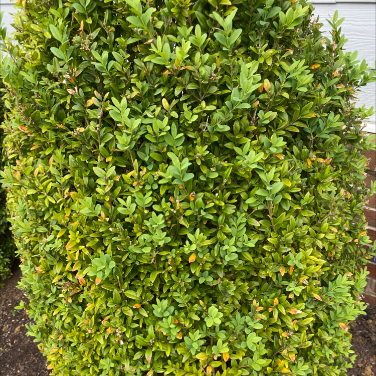 Healthy, dense Common Boxwood shrub with vibrant green oval leaves, trimmed into a rounded shape. No signs of disease or discoloration.