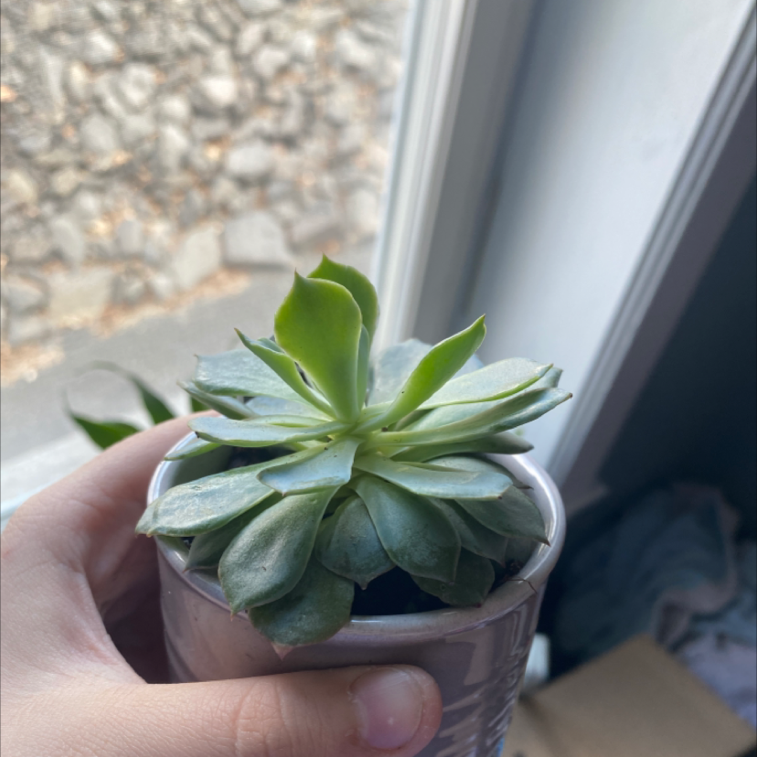 Photo of the plant species caribbian blue by Danika named Bobbi on Greg, the plant care app