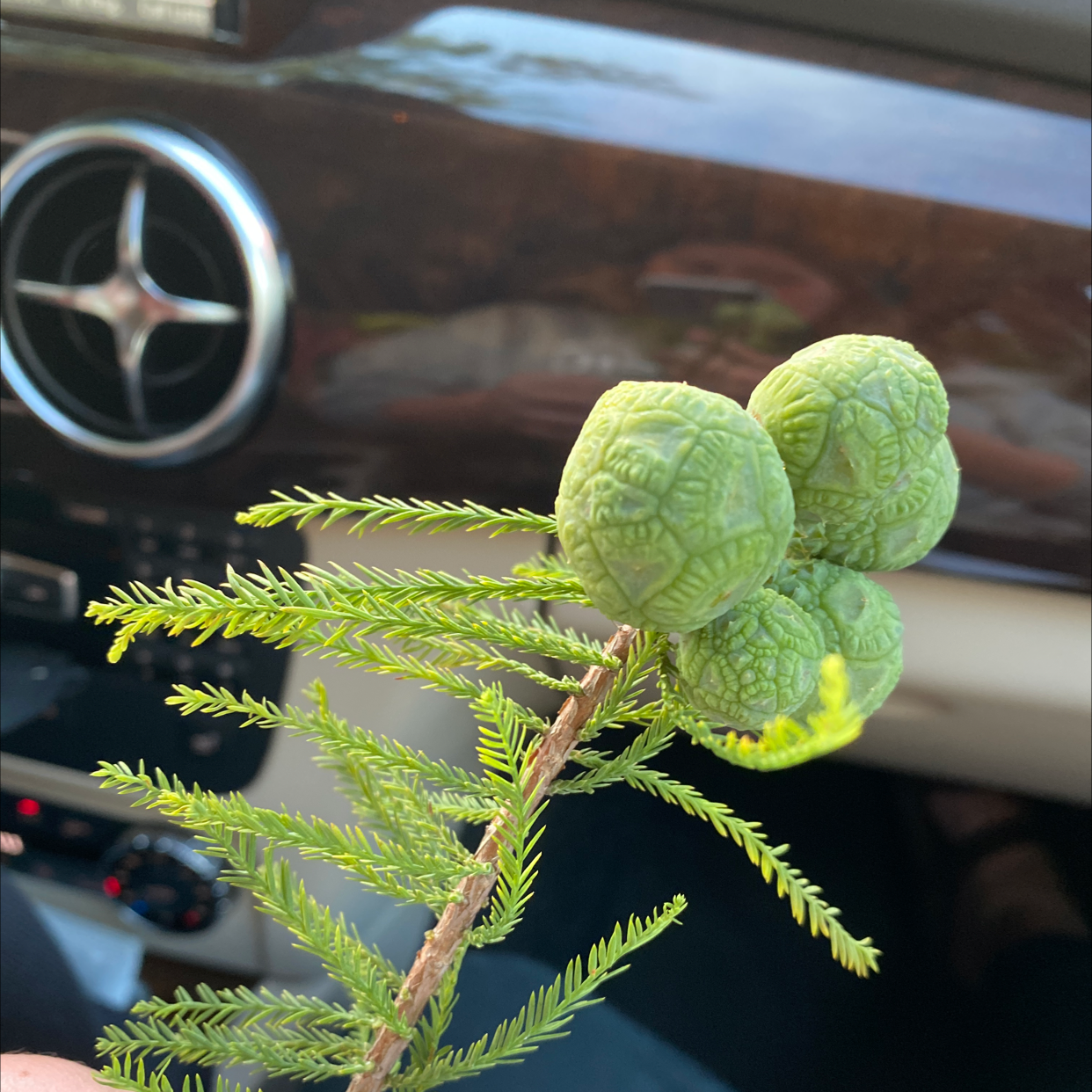 Branch of a Bald Cypress with green cones, held by a hand.