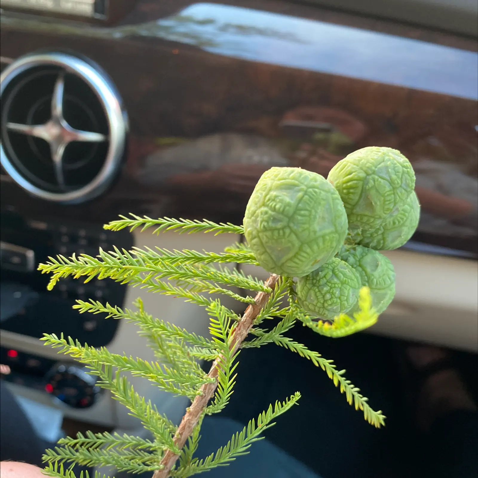 Branch of a Bald Cypress with green cones, held by a hand.