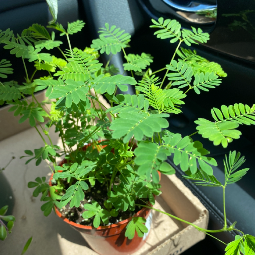 Photo of the plant species Sensitive Plant by Diana named Your plant on Greg, the plant care app