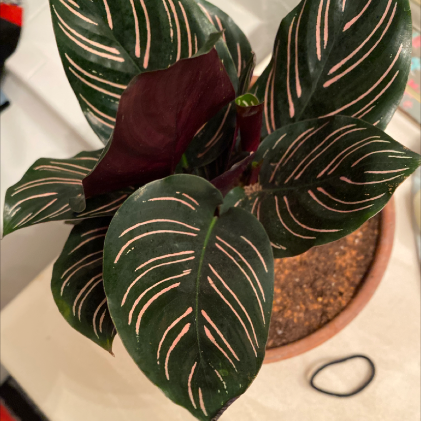 Pinstripe Calathea plant with pink-striped dark green leaves in a pot with visible soil.