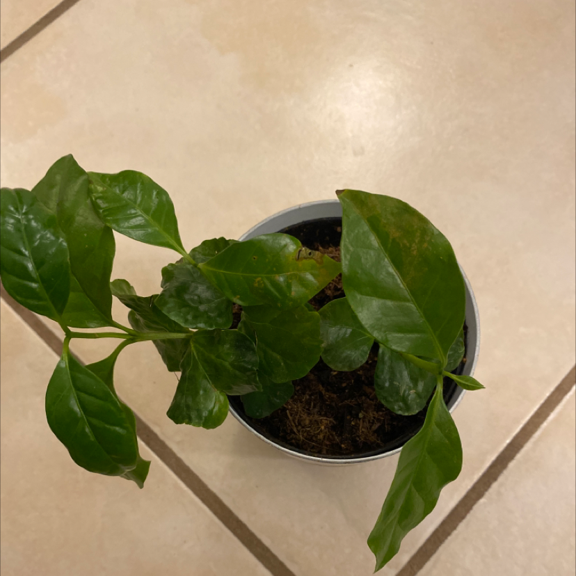 Healthy Arabian coffee plant in black plastic pot with dark green glossy leaves, set against plain background.